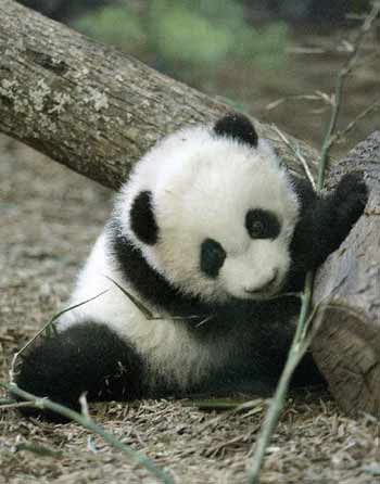 Cutest Panda Bear